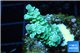 Acropora rainbow Indonesia 2-4 cm WYSIWYG acclimaté