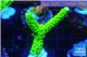 Acropora full neon green 3-5 cm WYSIWYG acclimaté