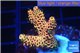 Acropora mango Indonesia 3-4 cm WYSIWYG acclimaté