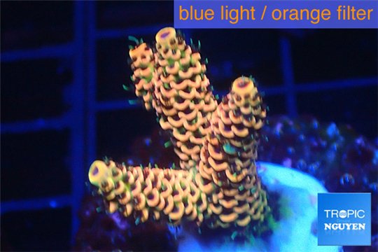 Acropora mango Indonesia 3-4 cm WYSIWYG acclimaté