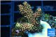 Acropora mango Indonesia 3-4 cm WYSIWYG acclimaté