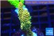 Acropora pikachu Indonesia 2-4 cm WYSIWYG acclimaté