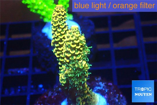 Acropora pikachu Indonesia 2-4 cm WYSIWYG acclimaté