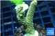 Acropora pikachu Indonesia 2-4 cm WYSIWYG acclimaté