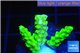 Acropora full neon green 2-3 cm WYSIWYG acclimaté