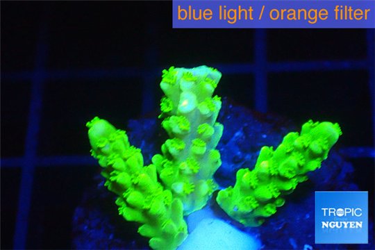 Acropora full neon green 2-3 cm WYSIWYG acclimaté