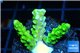 Acropora full neon green 2-3 cm WYSIWYG acclimaté