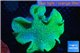 Sarcophyton long polyps 8-14 cm WYSIWYG acclimaté