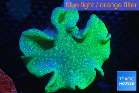 Sarcophyton long polyps 8-14 cm WYSIWYG acclimaté