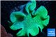 Sarcophyton long polyps 8-14 cm WYSIWYG acclimaté