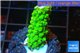 Acropora full neon green 2-3 cm WYSIWYG acclimaté