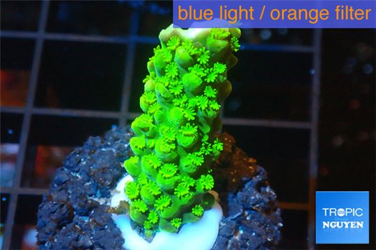 Acropora full neon green 2-3 cm WYSIWYG acclimaté