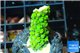 Acropora full neon green 2-3 cm WYSIWYG acclimaté