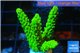 Acropora full neon green 4-6 cm WYSIWYG acclimaté