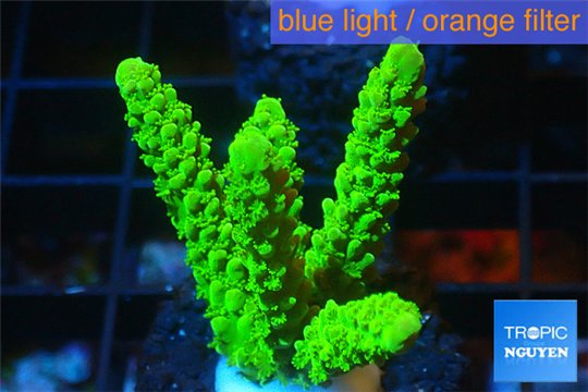 Acropora full neon green 4-6 cm WYSIWYG acclimaté