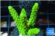 Acropora full neon green 4-6 cm WYSIWYG acclimaté