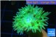 Duncanopsammia neon green 1 polyp WYSIWYG acclimaté