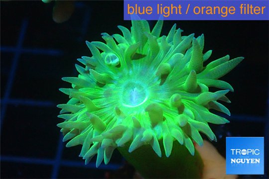 Duncanopsammia neon green 1 polyp WYSIWYG acclimaté