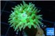 Duncanopsammia neon green 1 polyp WYSIWYG acclimaté
