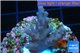 Acropora pink purple table Fijii 2-3 cm WYSIWYG acclimaté