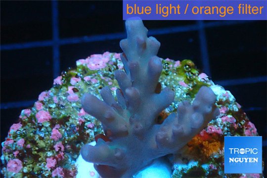 Acropora pink purple table Fijii 2-3 cm WYSIWYG acclimaté
