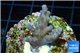 Acropora pink purple table Fijii 2-3 cm WYSIWYG acclimaté