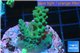 Acropora green blue Australia 3-4 cm WYSIWYG acclimaté
