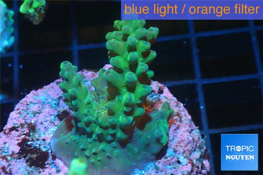 Acropora green blue Australia 3-4 cm WYSIWYG acclimaté