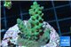 Acropora green blue Australia 3-4 cm WYSIWYG acclimaté