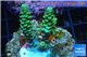 Acropora green Indonesia 3-4 cm WYSIWYG acclimaté