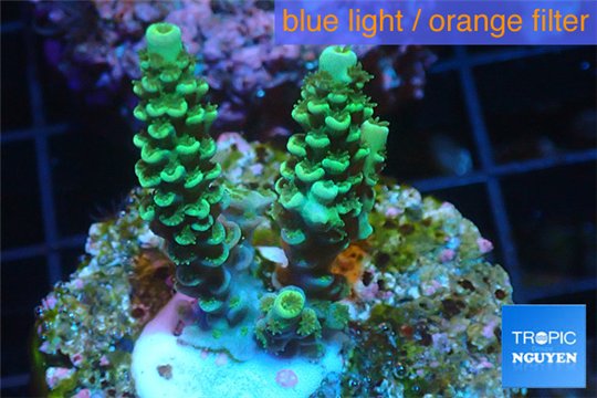 Acropora green Indonesia 3-4 cm WYSIWYG acclimaté