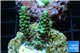 Acropora green Indonesia 3-4 cm WYSIWYG acclimaté