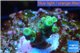 Acropora green Indonesia 1-3 cm WYSIWYG acclimaté