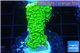 Acropora full neon green 4-6 cm WYSIWYG acclimaté