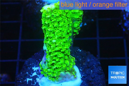 Acropora full neon green 4-6 cm WYSIWYG acclimaté