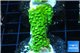 Acropora full neon green 4-6 cm WYSIWYG acclimaté