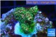 Acropora pink & green Indonesia 2-4 cm WYSIWYG acclimaté