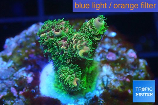 Acropora pink & green Indonesia 2-4 cm WYSIWYG acclimaté