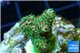 Acropora pink & green Indonesia 2-4 cm WYSIWYG acclimaté
