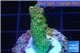 Acropora pink & green Indonesia 2-4 cm WYSIWYG acclimaté
