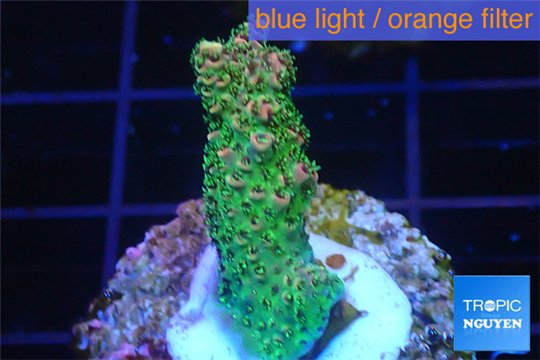 Acropora pink & green Indonesia 2-4 cm WYSIWYG acclimaté