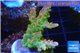 Acropora golden purple Indonesia 3-5 cm WYSIWYG acclimaté