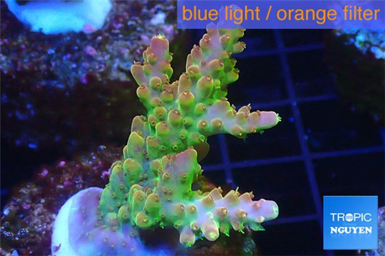 Acropora golden purple Indonesia 3-5 cm WYSIWYG acclimaté