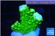 Acropora full neon green 2-3 cm WYSIWYG acclimaté