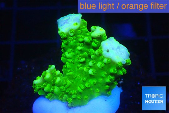 Acropora full neon green 2-3 cm WYSIWYG acclimaté