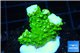Acropora full neon green 2-3 cm WYSIWYG acclimaté