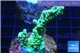 Acropora green gold Indonesia 3-4 cm WYSIWYG acclimaté