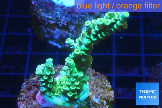 Acropora green gold Indonesia 3-4 cm WYSIWYG acclimaté