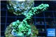 Acropora green gold Indonesia 3-4 cm WYSIWYG acclimaté