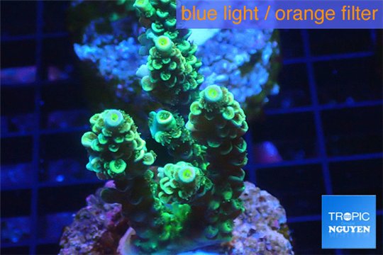 Acropora green purple Indonesia 3-5 cm WYSIWYG acclimaté
